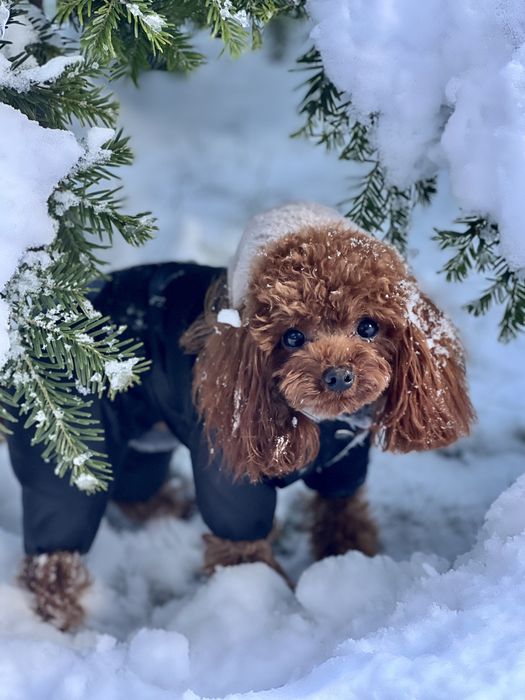В’язка китайський міні пудель toy baby face(red brown)