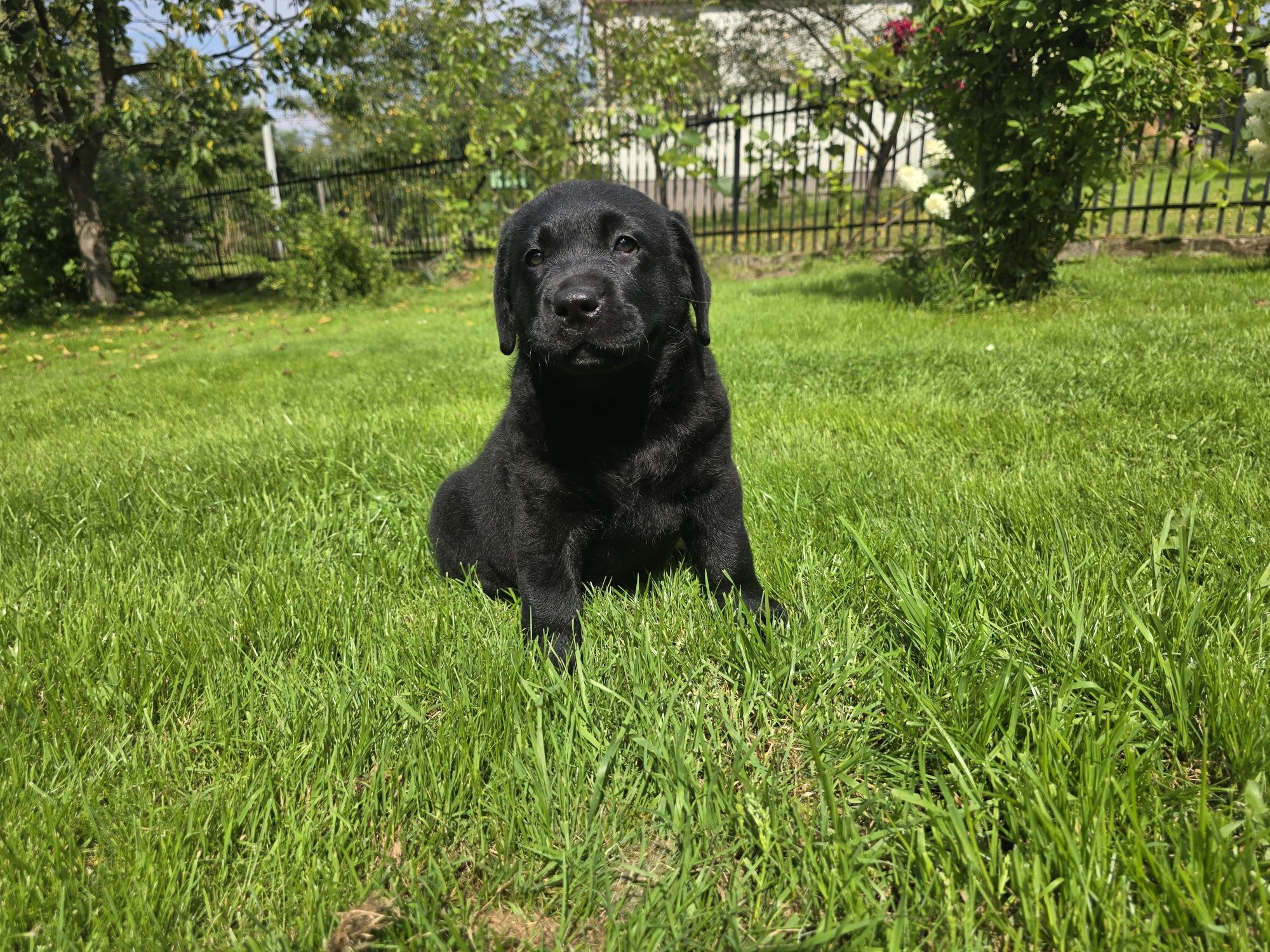 Labrador Retriever! Czarny, grubej kości szczeniak!
