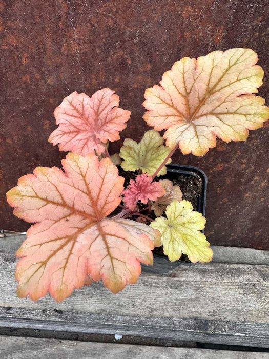 Гейхера Червона, фіолетова, жовта, срібляста