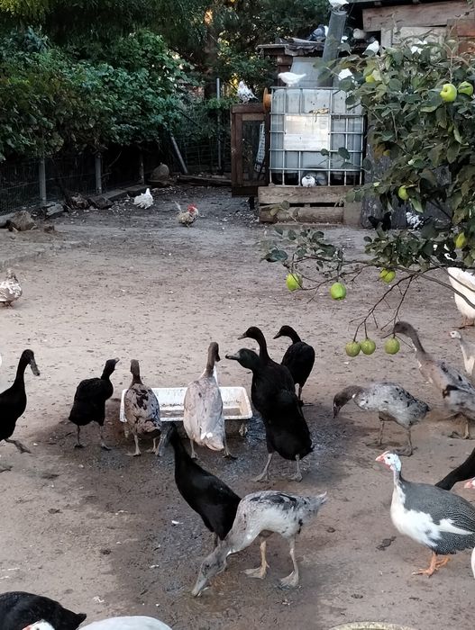 Biegusy indyjskie szmaragdowe