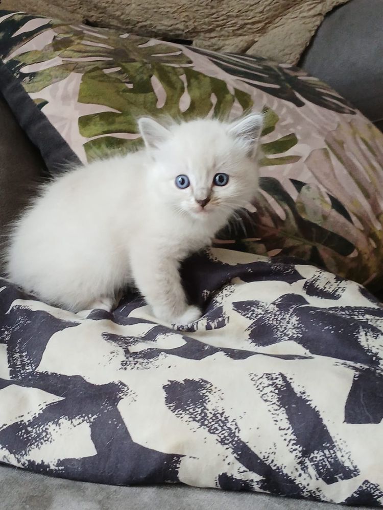 Ragdoll śliczna kotka