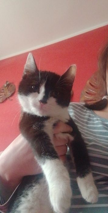 Oddam kota  w dobre ręce