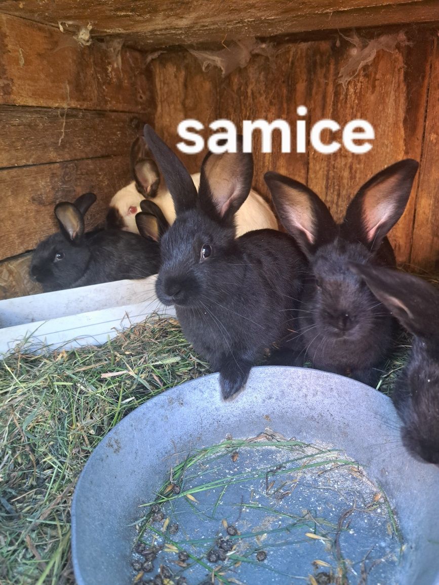 Króliki młode samce i samiczki
