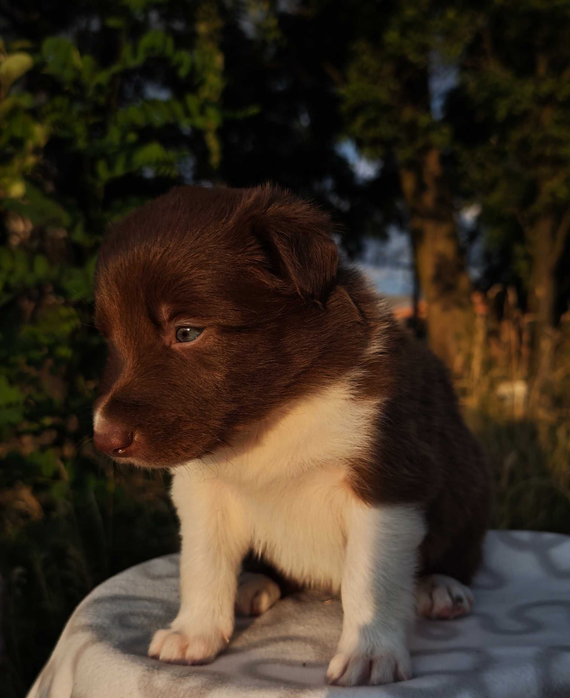 Szczenię Border Collie, ZKwp/FCI czekoladowo-biały piesek