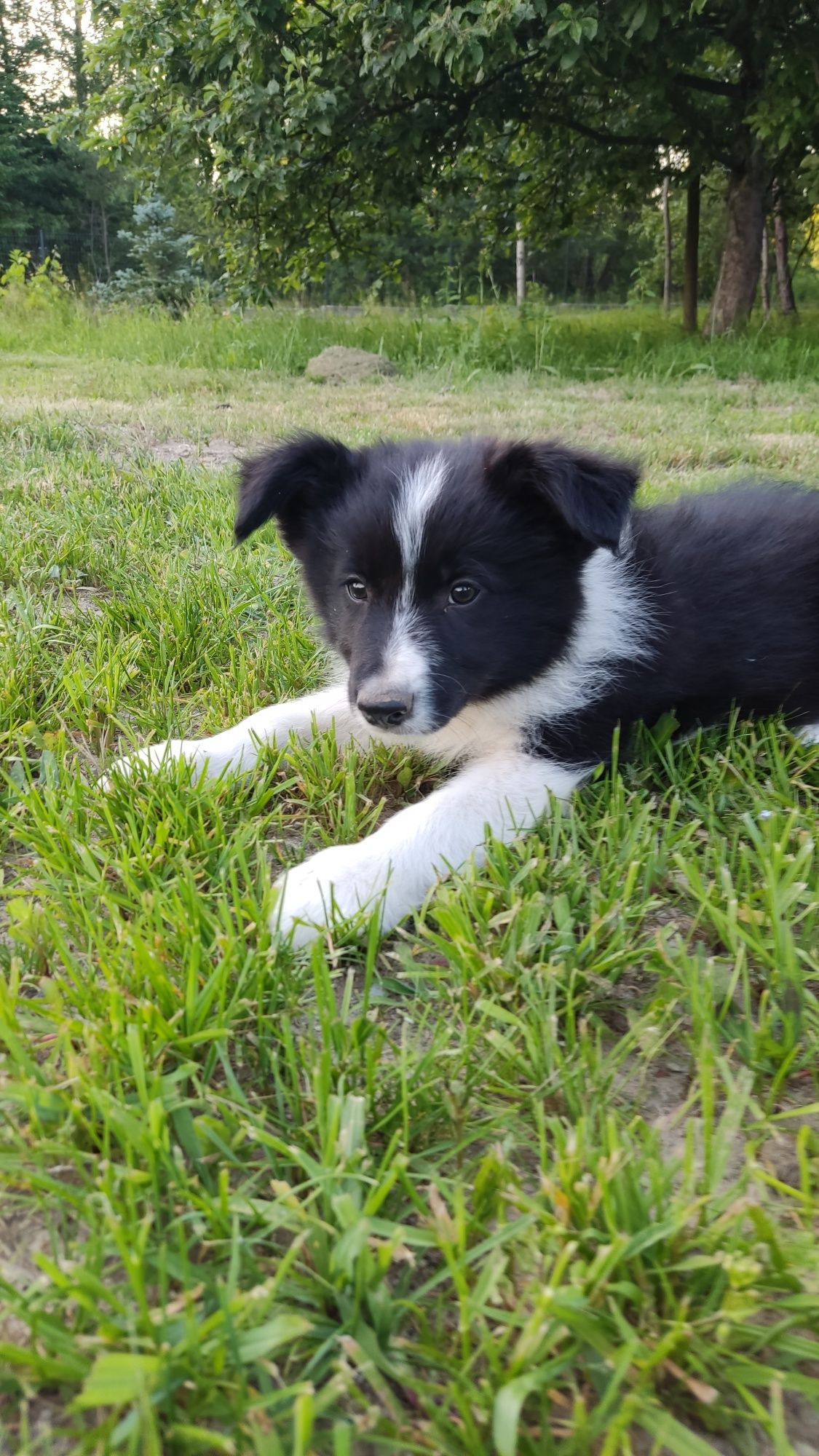 Cudowny piesek Border Collie - Tedi! Gotowy do odbioru!