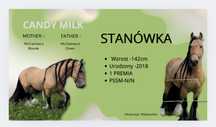 Piękny jeleni ogier/Stanówka