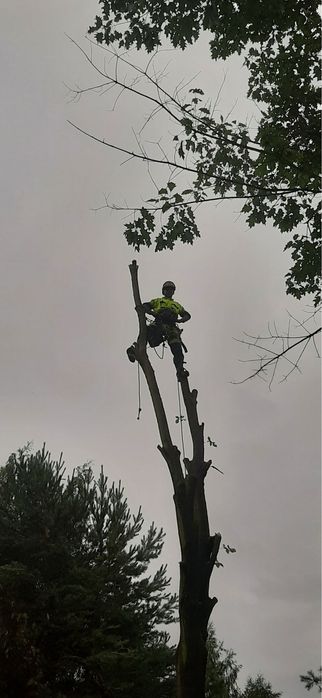 Kompleksowe usługi ogrodnicze koszenie wycinka drzew rębak areacja