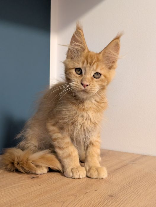 -RZERWACJA- Chester  rudy kocurek Maine Coon. Zapraszamy