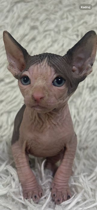 Sfinks uroczy kocurek