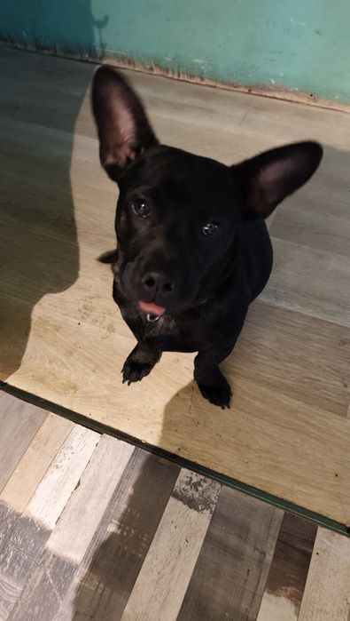 Oddam psa w dobre ręce