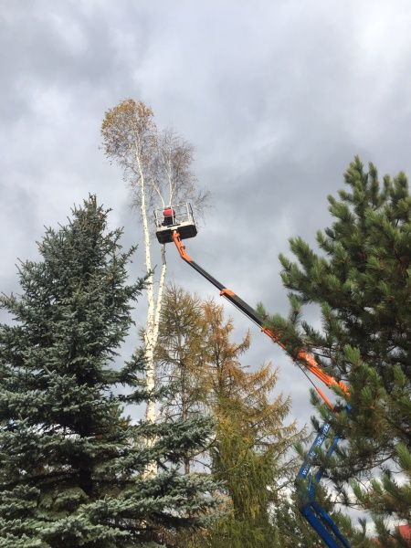 Wycinka drzew, podnośnik koszowy, rębak do gałęzi, frezowanie pni