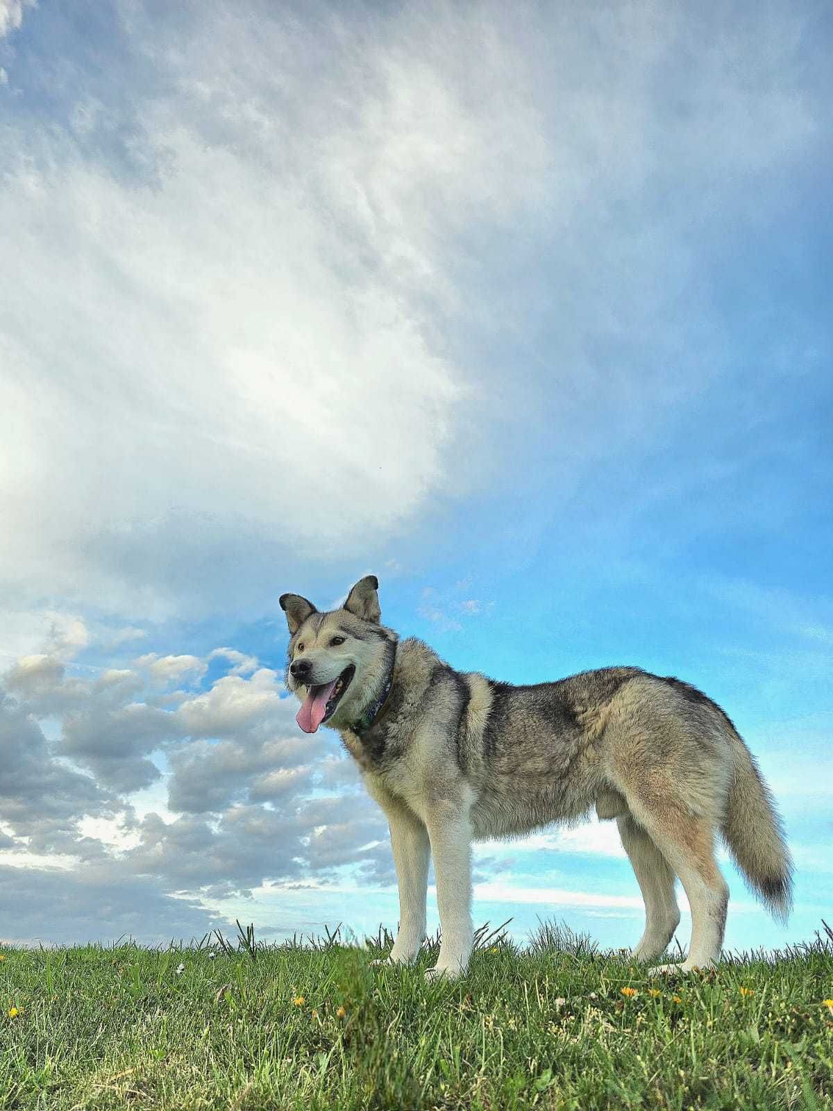 BALTO młody mix alaskan malamute adopcja