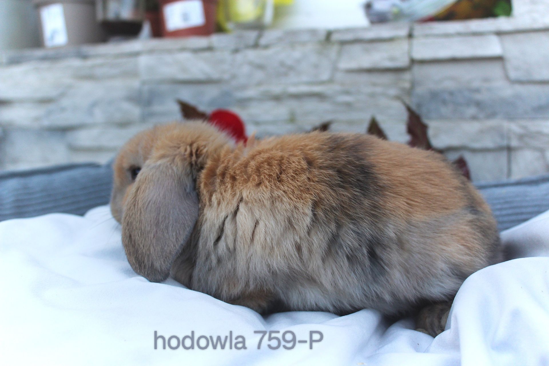 Mini lop króliki karzełek miniaturka baranek hodowla