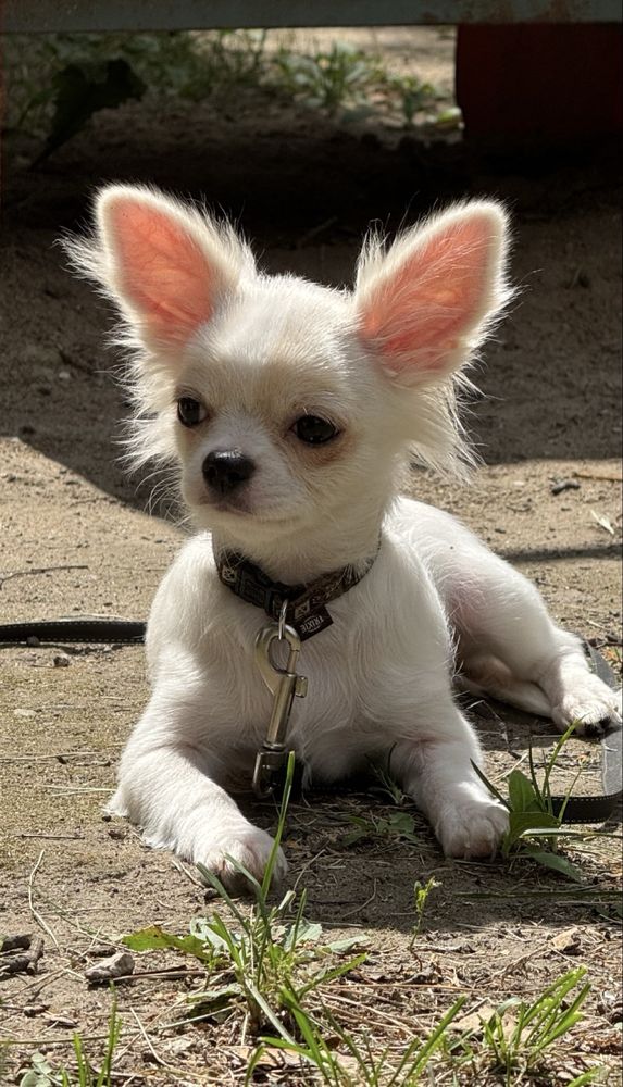 Шалено гарний хлопчик