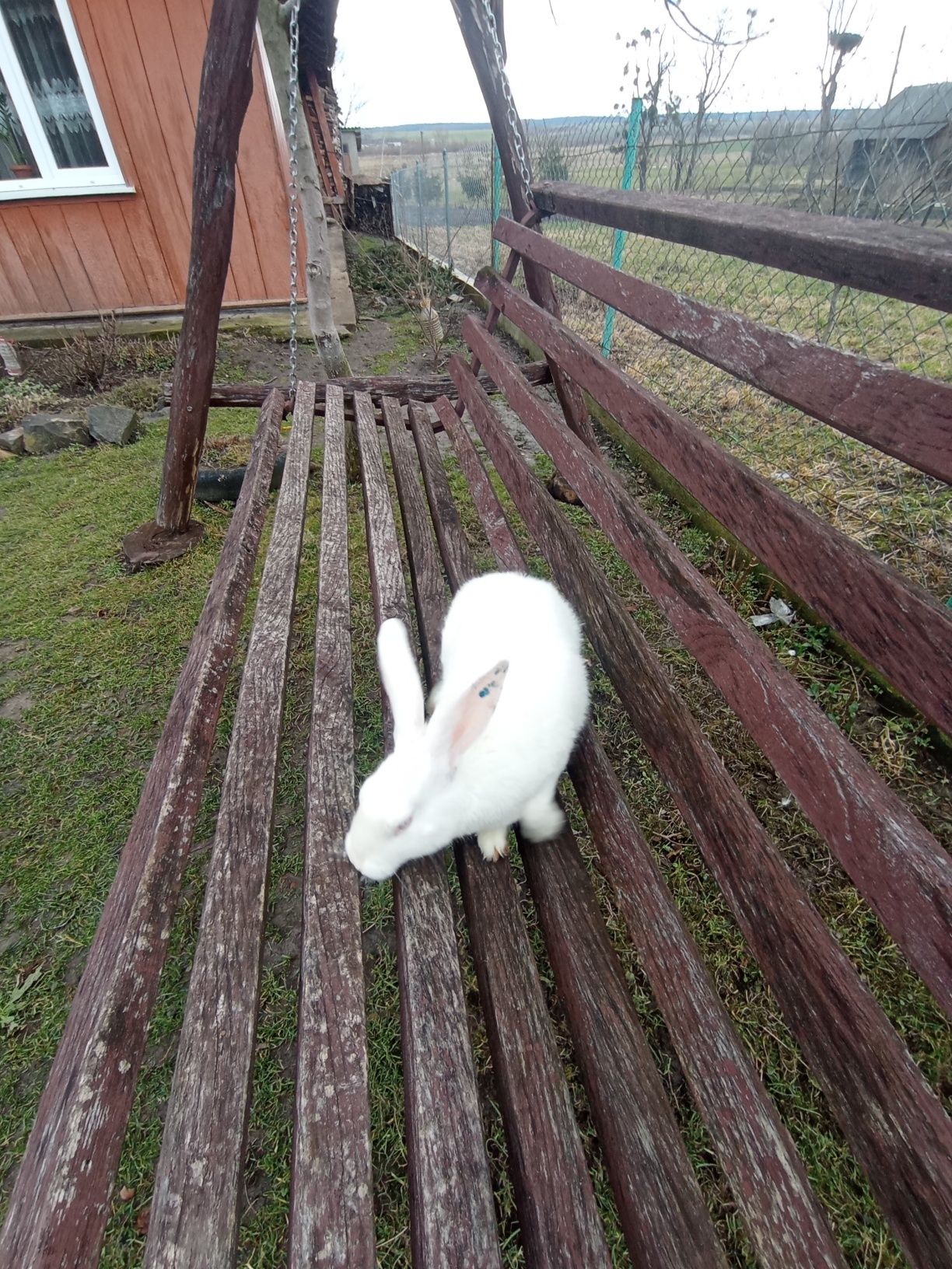 Кролик термонці білі