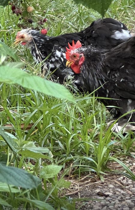 Casal Pekins Black Mottled
