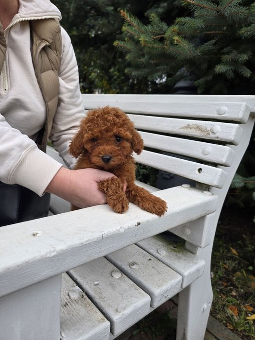 Хлопчики Той пуделя від китайських батьків