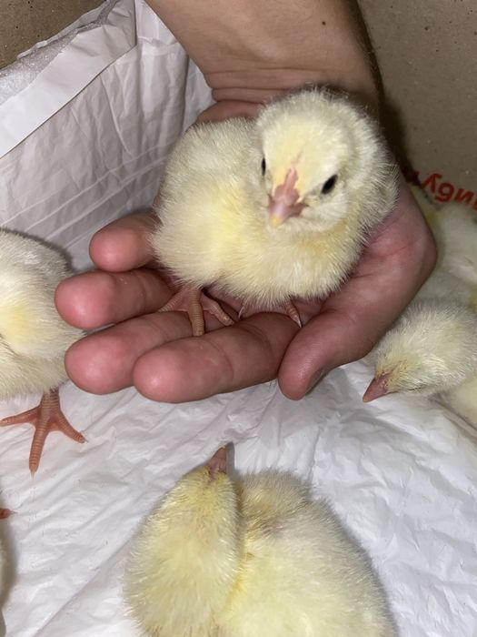 І Курчата бройлера, м'ясо -яєчки, несучка добові підрощені сут