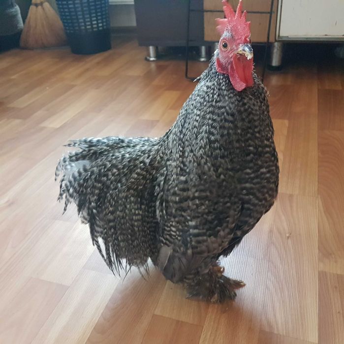 Кохинхины карликовые петухи