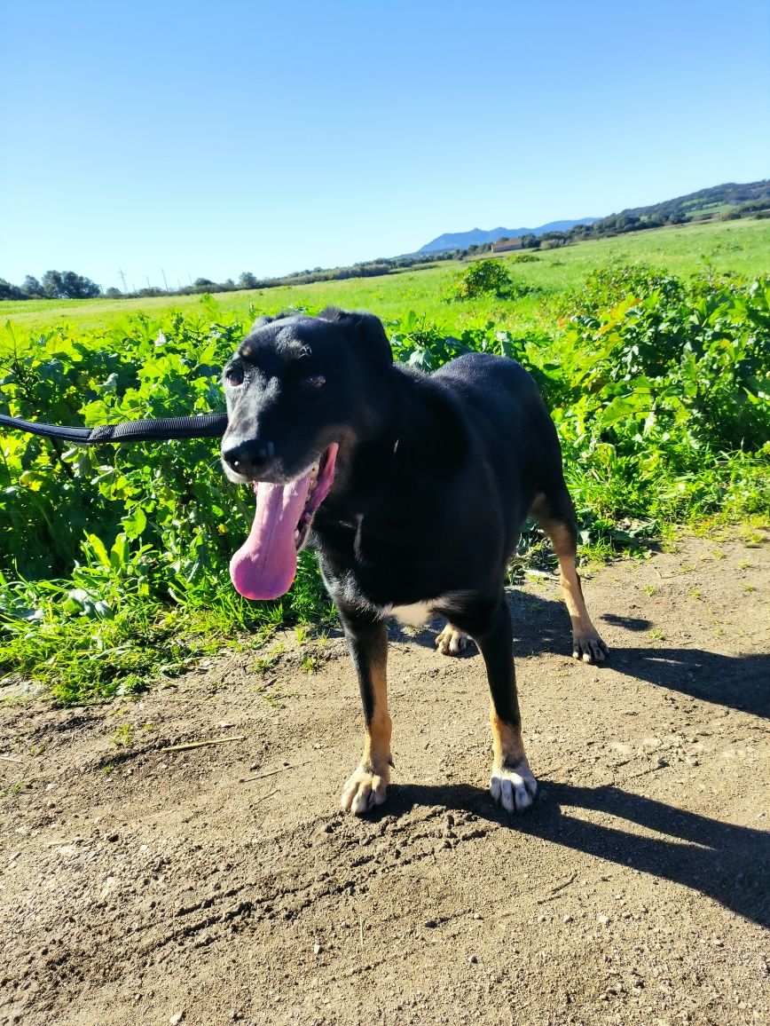 Caramelo - cão (médio) para adoção