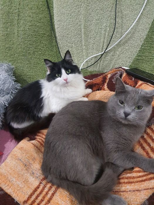 Віддам кицю в добрі руки