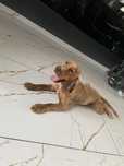 Cocker spaniel angielski