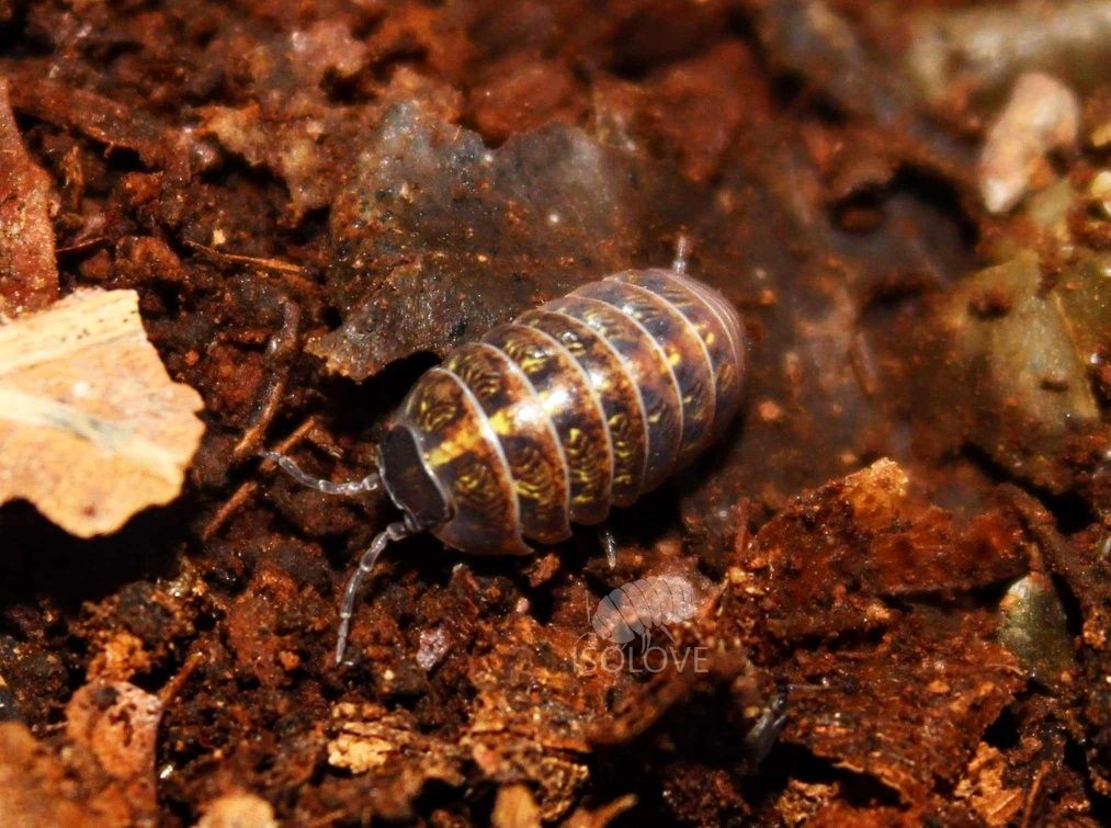 Armadillidium vulgare "Balkan mix", kulanki, równonogi, isopoda