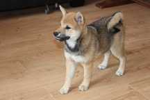 Suczka * SHIBA INU *  * Hoshi *   Do ODBIORU