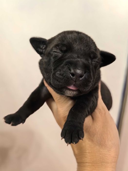 Staffordshire Bull terrier stafik ZKwP