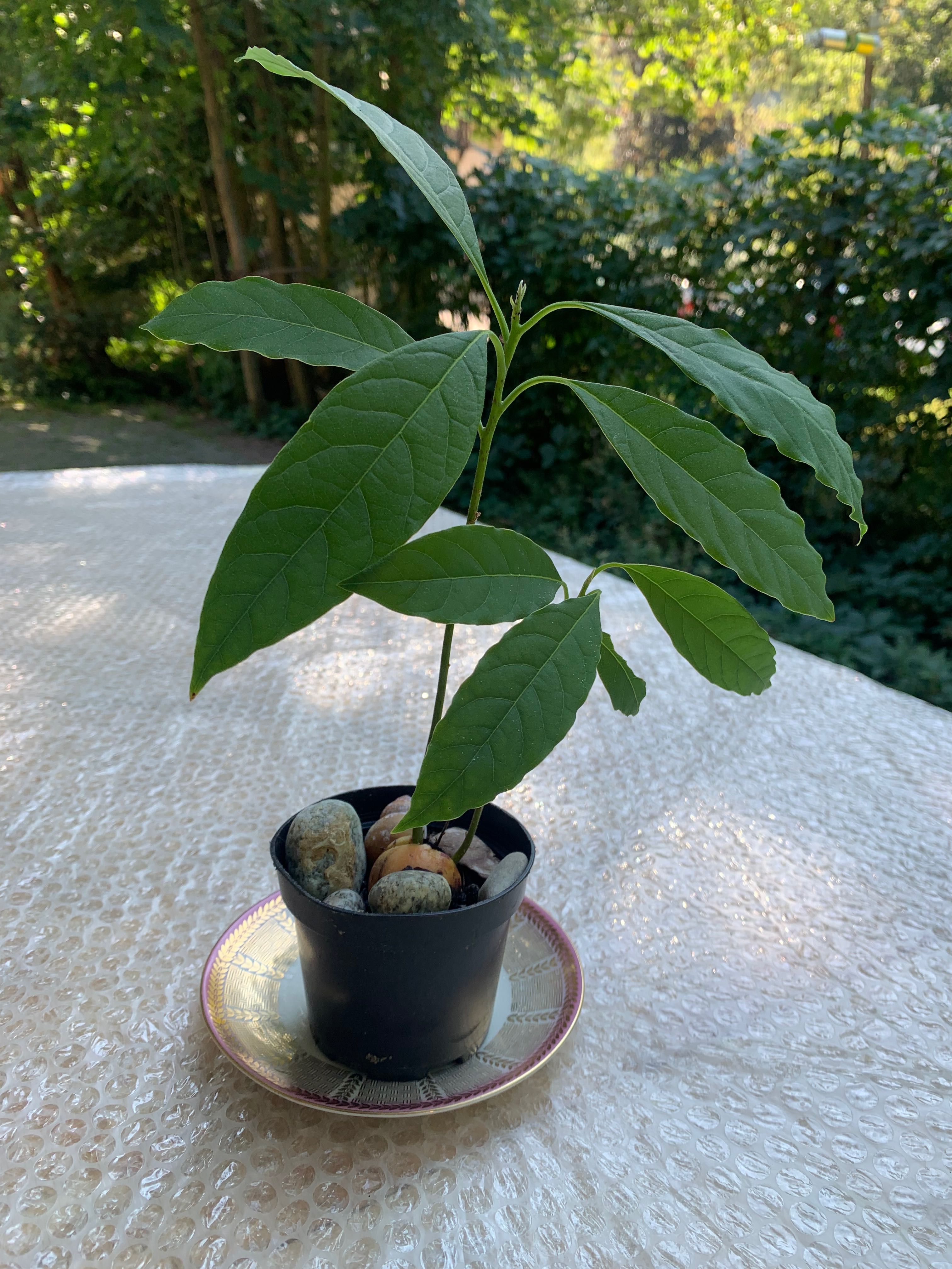 roślina domowa awokado