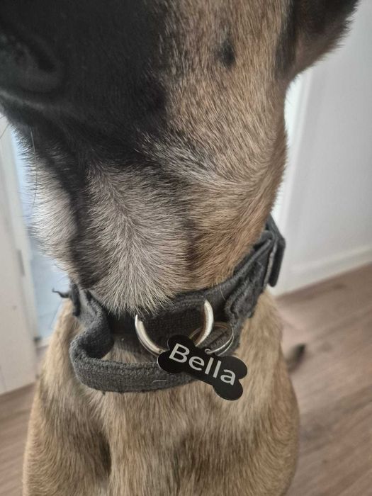 Chapinhas Metálicas Personalizadas para Cães (frente e verso)
