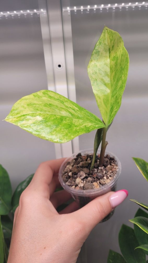 Zamioculcas Long leaf aurea