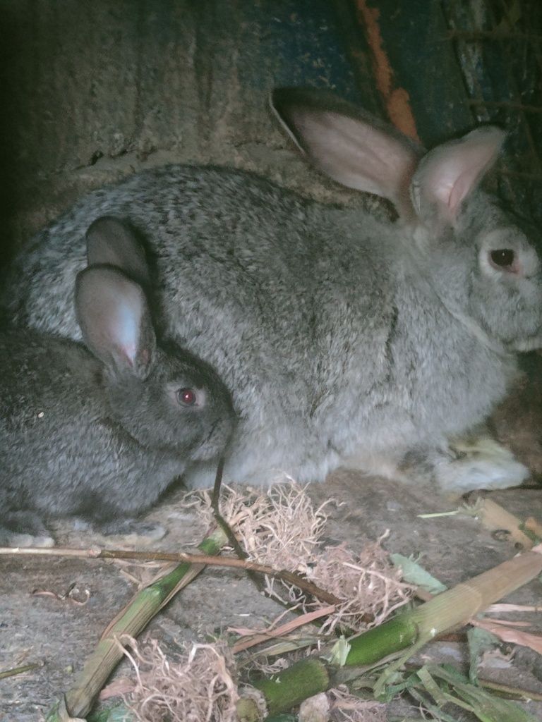 Кролики разного размера и породы