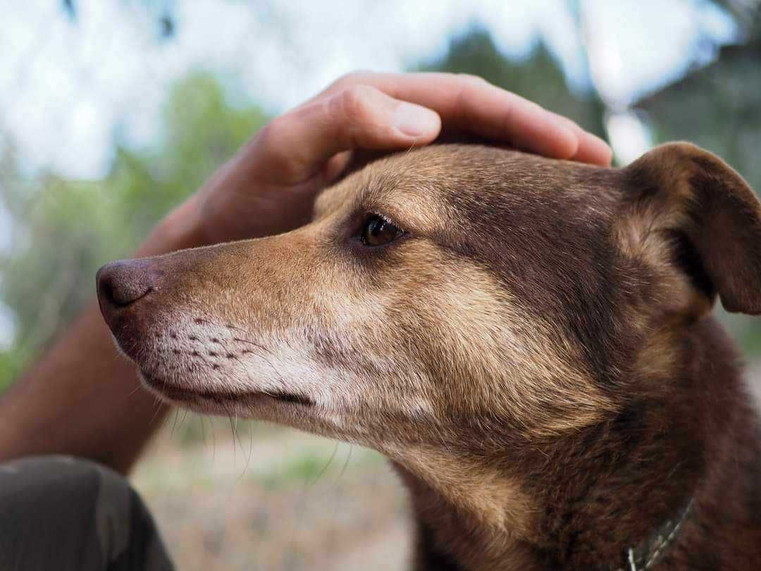 Seniorek Slim - cudowny pies szuka miłości na jesień życia, adopcja