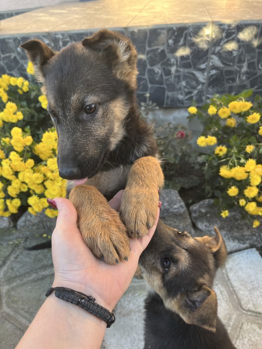 Продаються дівчатка німецької вівчарки