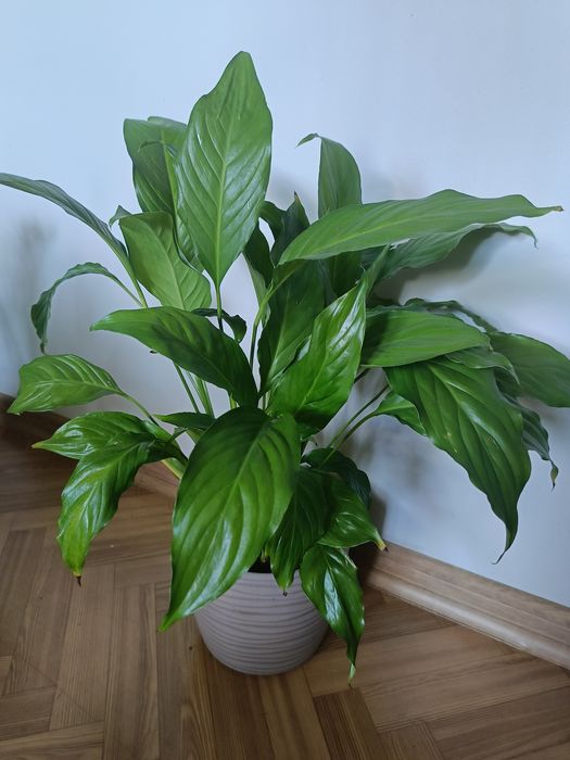 Skrzydłokwiat kwiatek doniczkowy