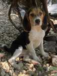 Beagle suczka gotowa do odbioru