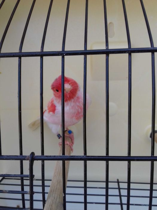 Tenho alguns canarios