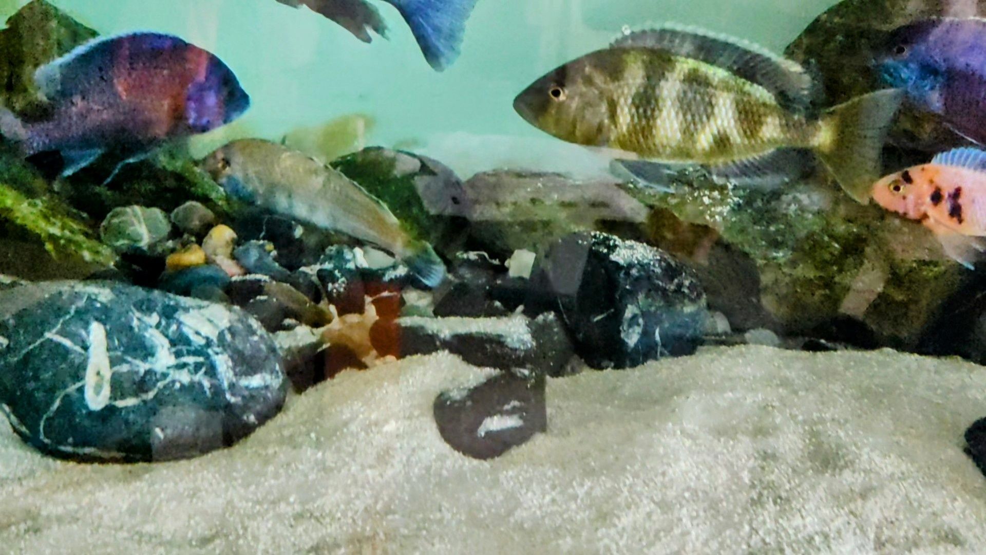 Nimbochromis  Venustus fêmea