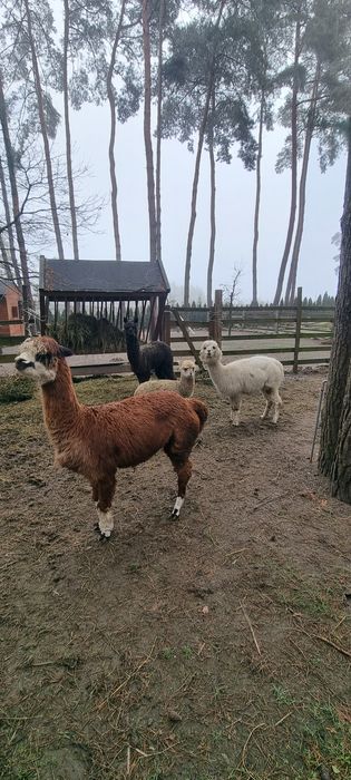 Alpaki samiec/samice
