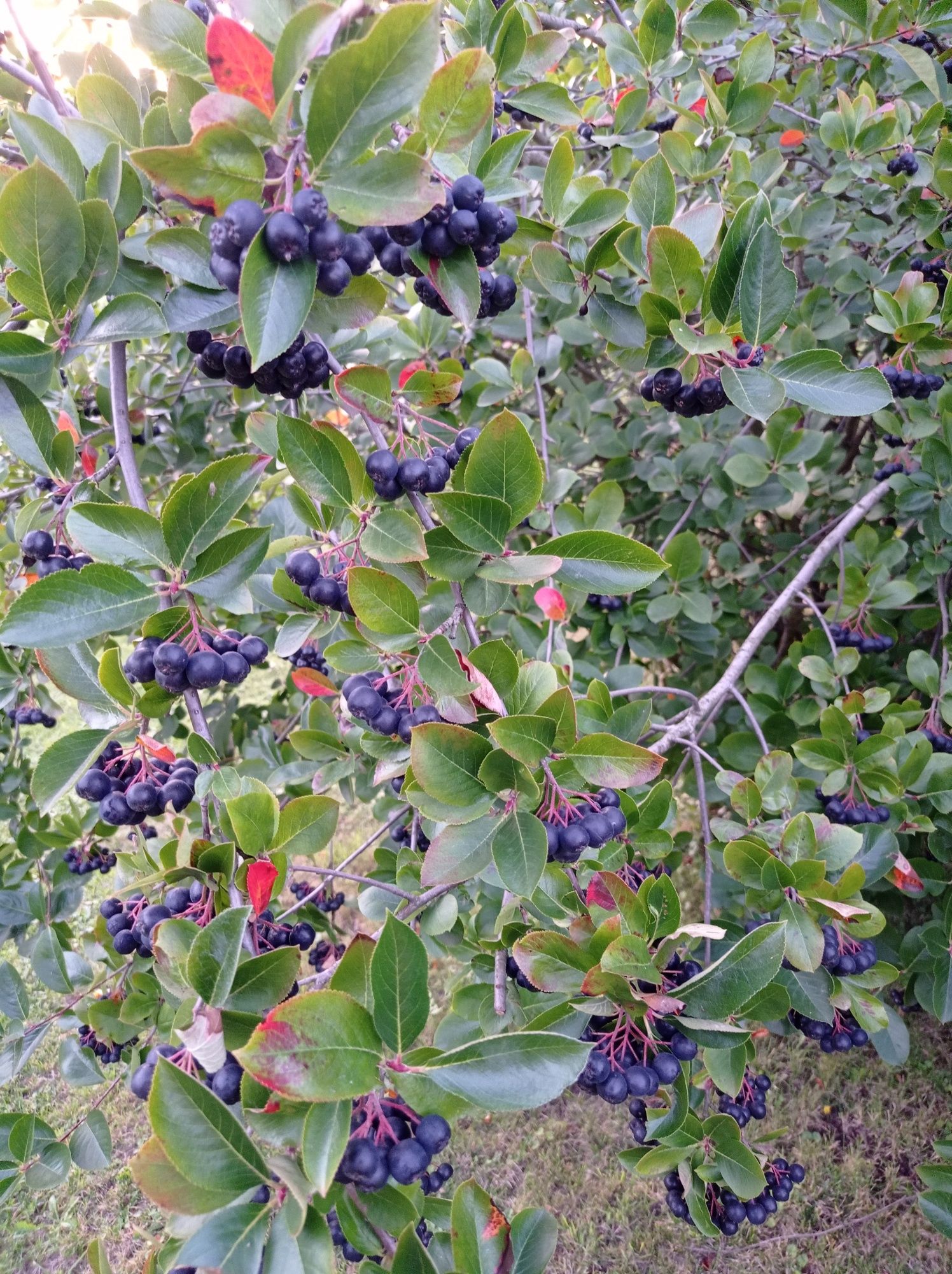 Aronia ekologiczna z ogrodu