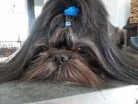 Suczka Shih Tzu rodowodowa