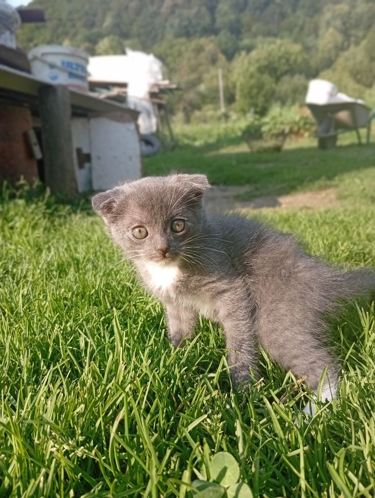 Продається кошеня 500 грн