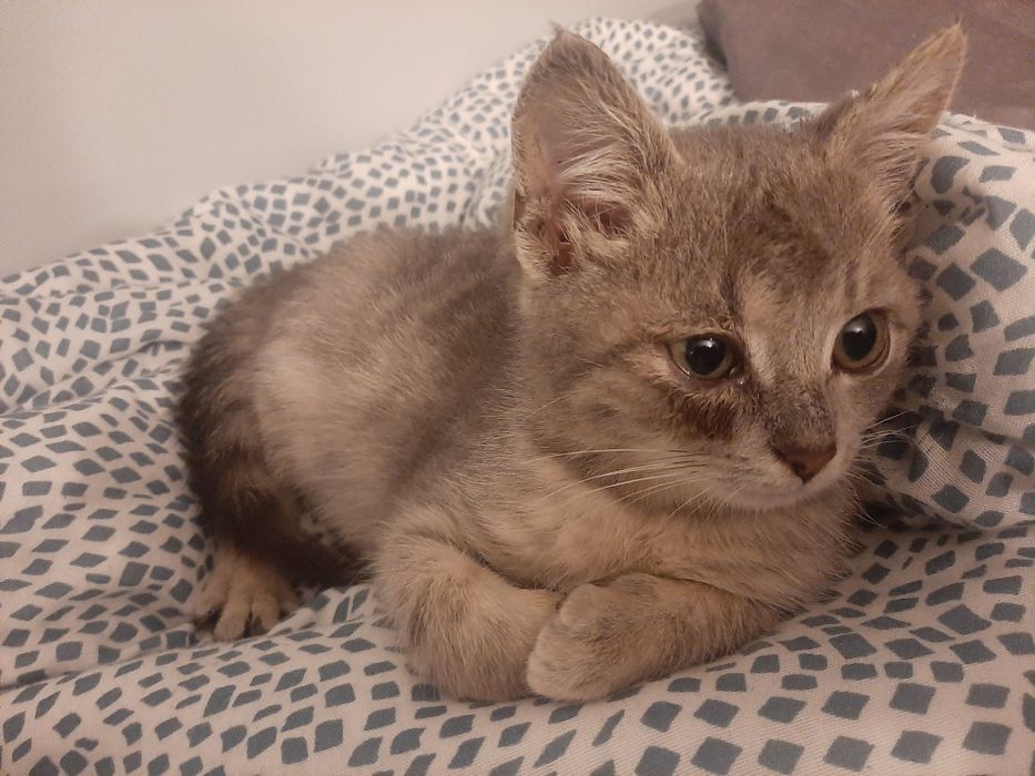 Oddam kotka w dobre ręce