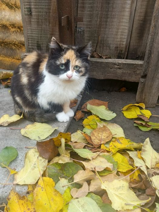 Отдам пушистиков