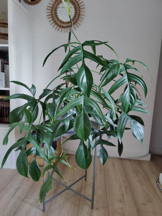 Filodendron glad hands sadzonka pędowa wielka, dorosła forma