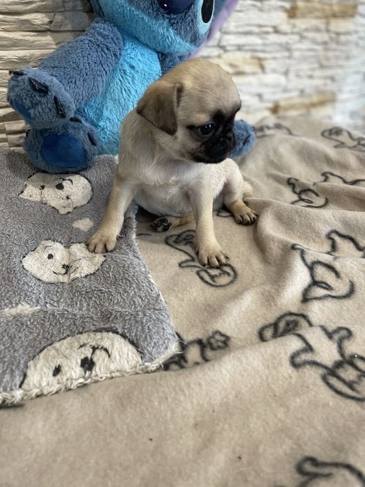 Mops  rasowa śliczna sunia