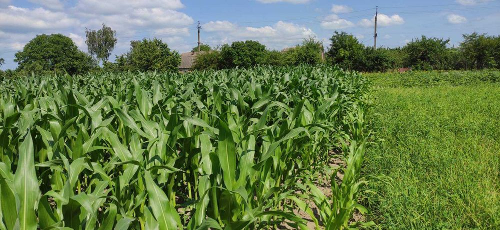 (3) Продам земельну ділянку в с. Сальник 0925