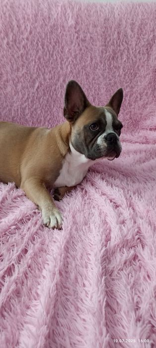 Французский бульдог
