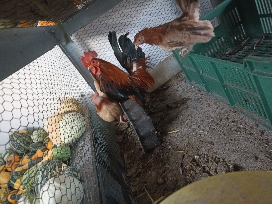 Sprzedam kury tryb pilny jak najszybciej